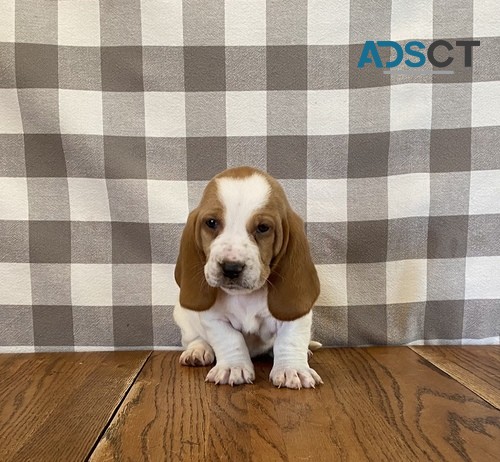 affectionate Basset Hound Pups Available