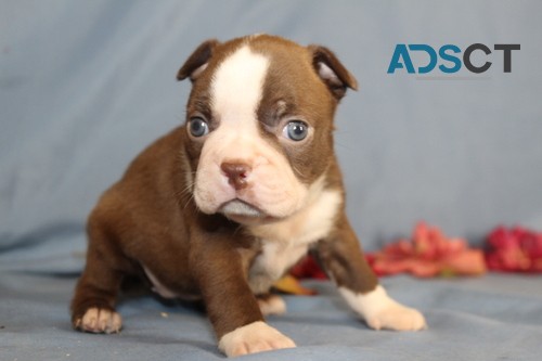 agile Boston Terriers Available.