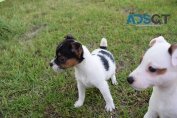 agreeable Jack Russell Pups Available.