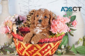 alert Cavapoo Puppies For Sale.