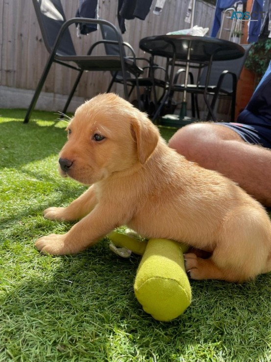 Cute Labrador Retriever  puppies 