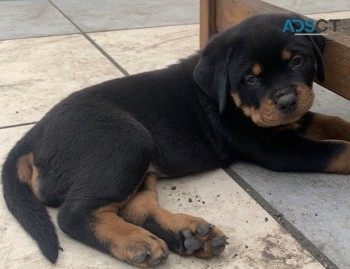 Rottweiler Puppies