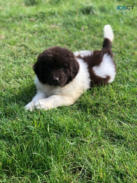 Newfoundland Puppies 