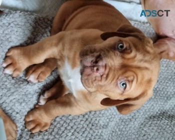 Beautiful Chunky Dogue De Bordeux Pups