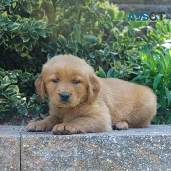 Golden Retriever puppies  