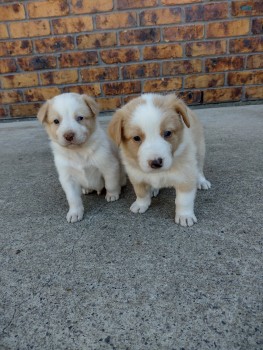 Australian Shepherd Puppies ready now