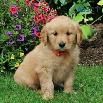 Golden Retriever puppies  