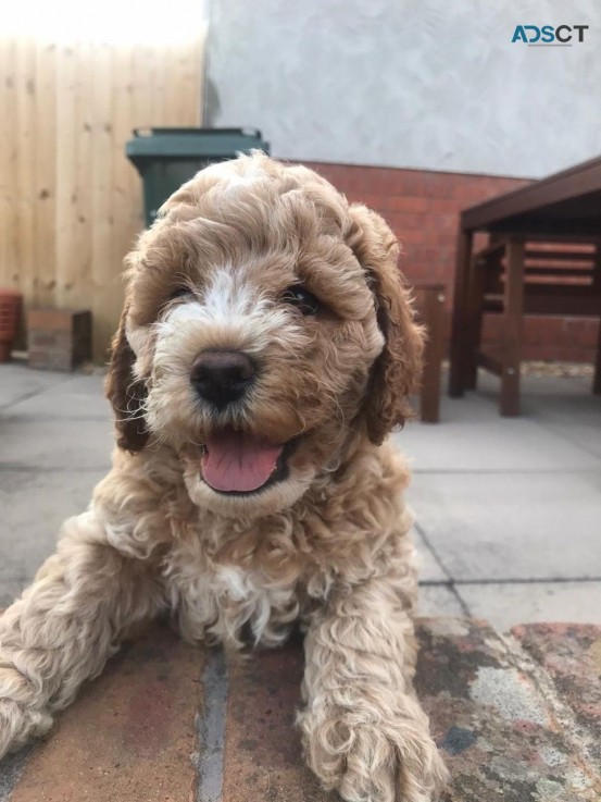 Male and Female Australian Cavapoo   pup