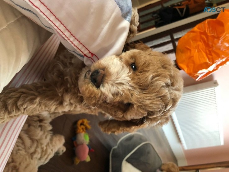 Male and Female Australian Cavapoo   pup