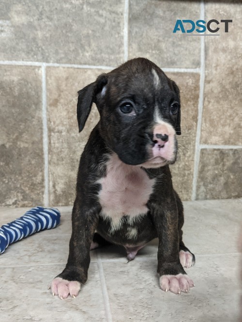 canine Boxer Puppies For Sale.