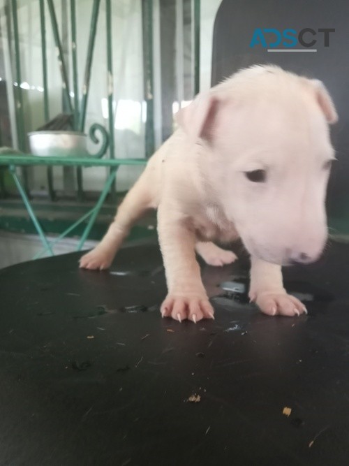 caring Bull Terrier Puppies For Sale.