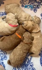 cheerful Golden Doodle Puppies For Sale.