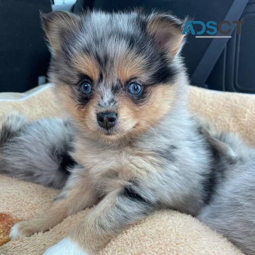 chill Pomsky Puppies For Sale.