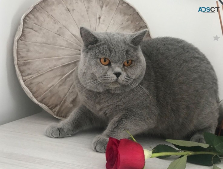 British Shorthair have kittens  