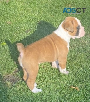 Bobtail Male Boxer