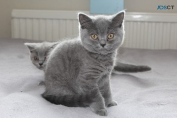 British Shorthair have kittens  