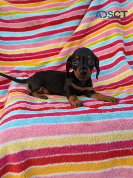 clever Dachshund Puppies For Sale.