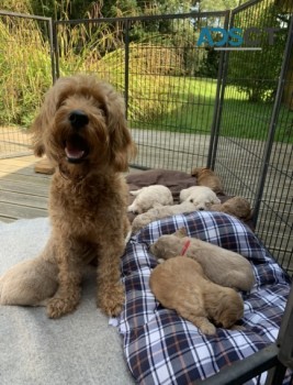 clumsy Golden Doodle Puppies For Sale.