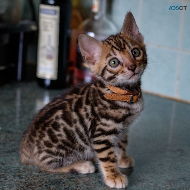 Lovely Bengal kittens 