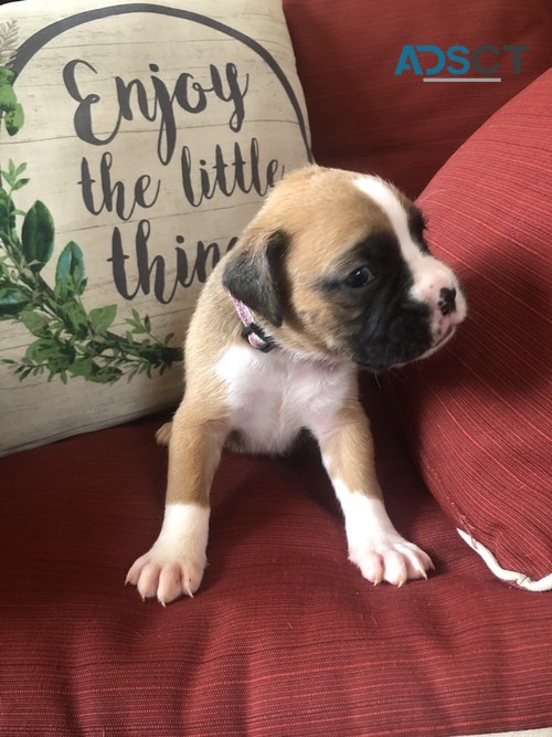 chubby Boxer Puppies For Sale.