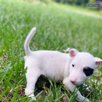 clean Bull Terrier Puppies For Sale.