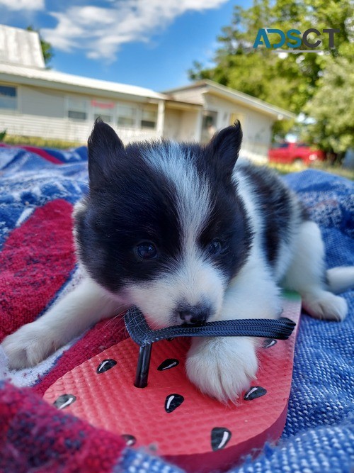 cocky Pomsky Puppies For Sale.