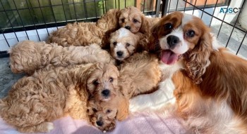 Apricot Cavapoo  Puppy