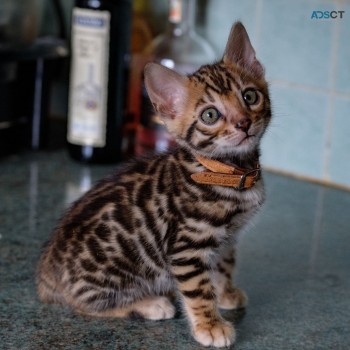 Lovely Bengal kittens  