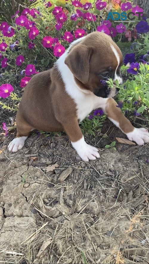 comic Boxer Puppies For Sale.