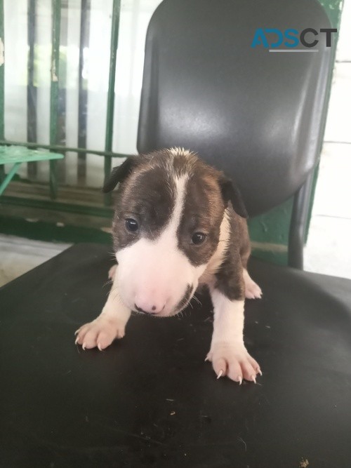 courageous Bull Terrier Puppies For Sale