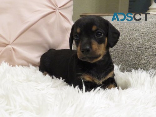 crate-trained Dachshund Puppies For Sale