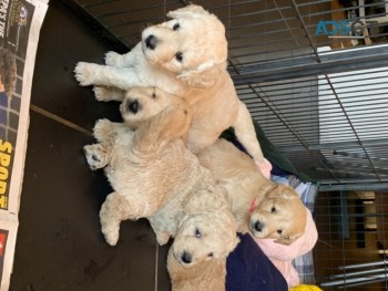 cuddly Golden Doodle Puppies For Sale.