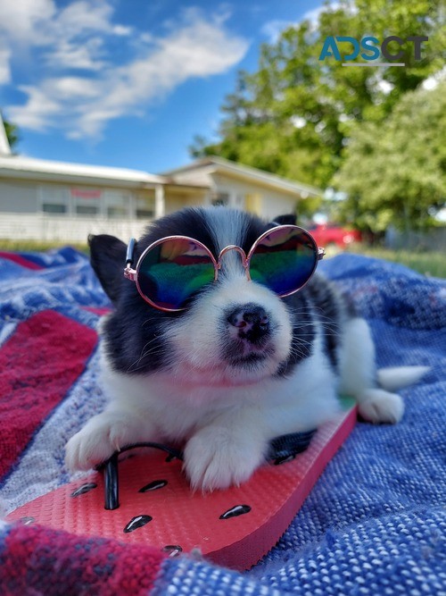 curious Pomsky Puppies For Sale.