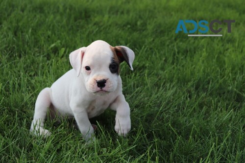 daring Boxer Puppies For Sale.