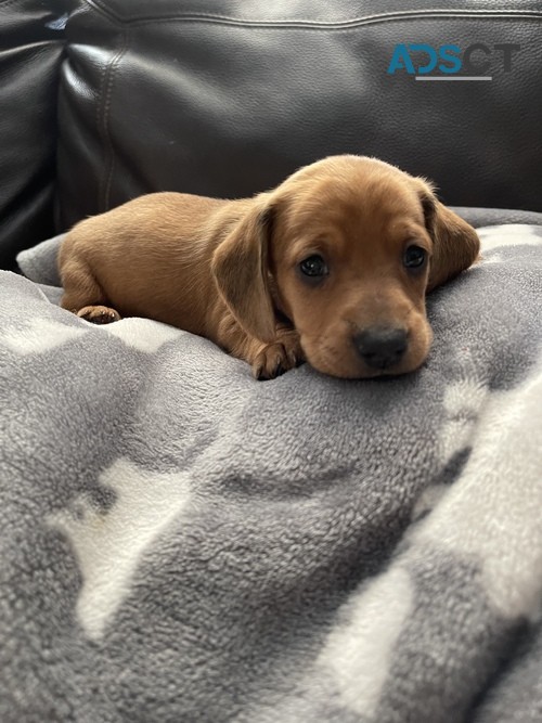 devoted Dachshund Puppies For Sale.