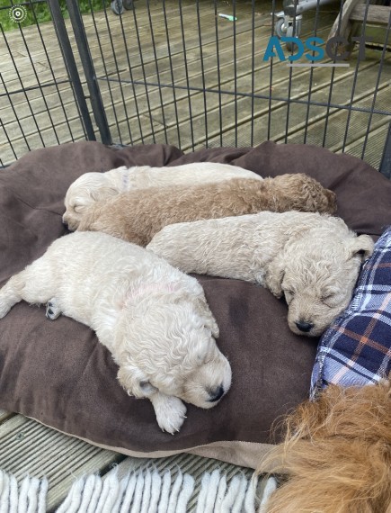 leashed Goldendoodle Puppies For Sale.