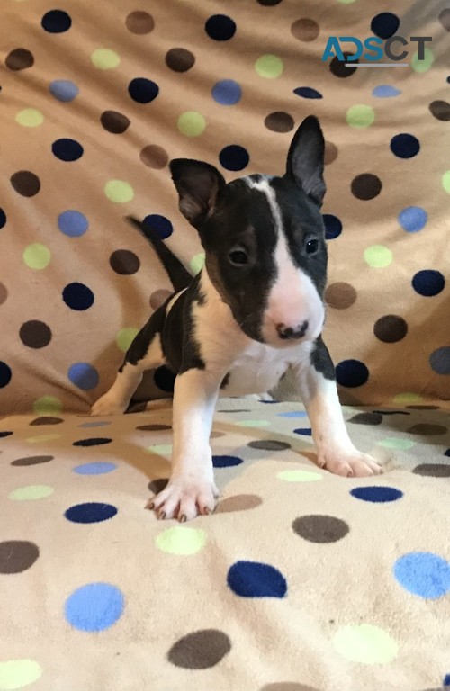 little Bull Terrier Puppies For Sale.