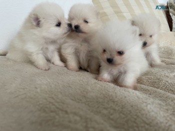 2 Pomeranian Puppies for Sale 