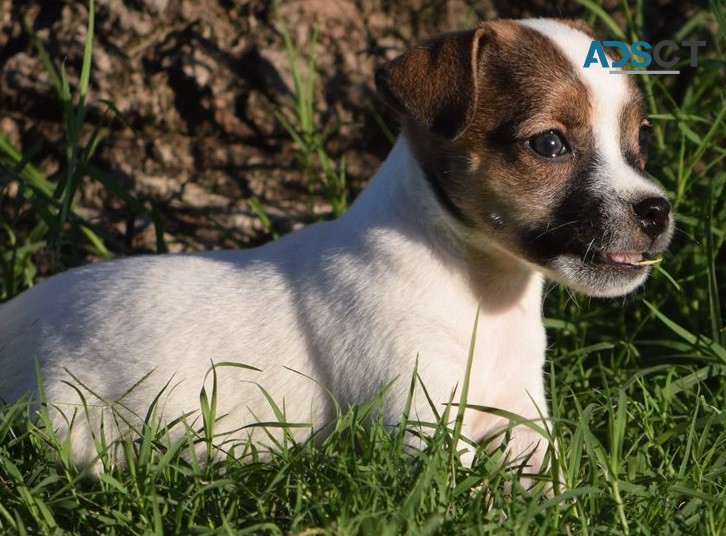 jack russell terrier puppies for  sale