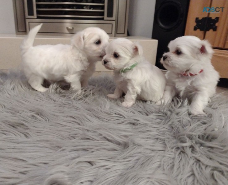 Maltese puppies  for sale 