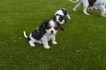 Cavalier King Charles Puppies for sale 