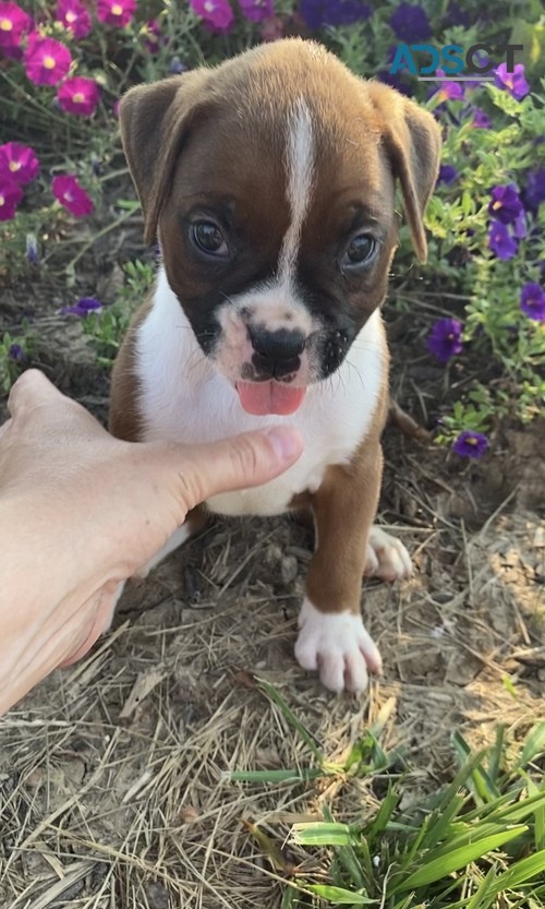 moody Boxer Pups For Sale.