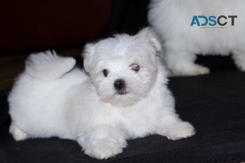 Maltese puppies  for sale 