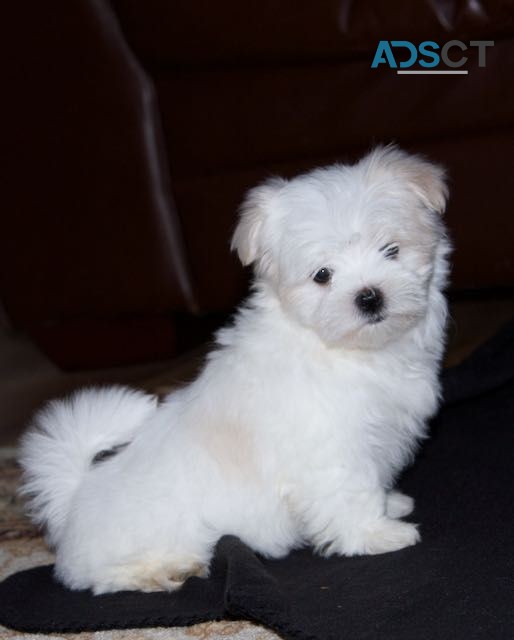 Maltese puppies  for sale 