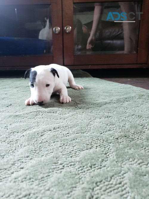 naughty Bull Terrier Pups For Sale.