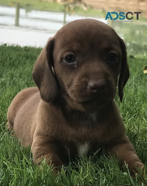 nervous Dachshund Pups For Sale.