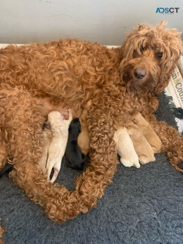 outgoing Golden Doodle Pups For Sale.