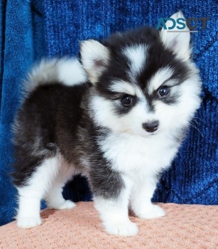 pampered Pomsky Pups For Sale.