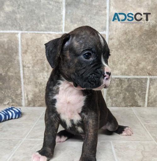 patient Boxer Puppies For Sale.