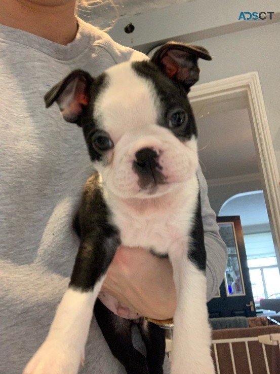 boston puppies  for sale 